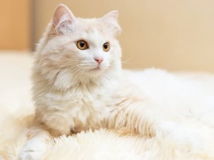 ANKARA KEDİSİ ÖZELLİKLERİ NELERDİR?