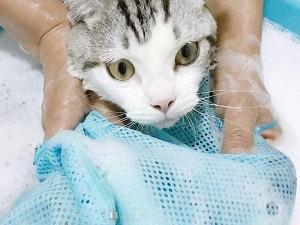 Kedi Yıkamak Zararlı Mıdır? Kedi Nasıl Yıkanır?