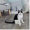 Trixie Kedi Otlu Balonlar, 120ml